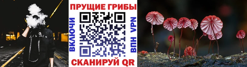 как найти закладки  Крымск  Галлюциногенные грибы Psilocybe 